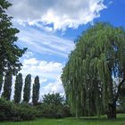 "Trauerweide im Frühling"