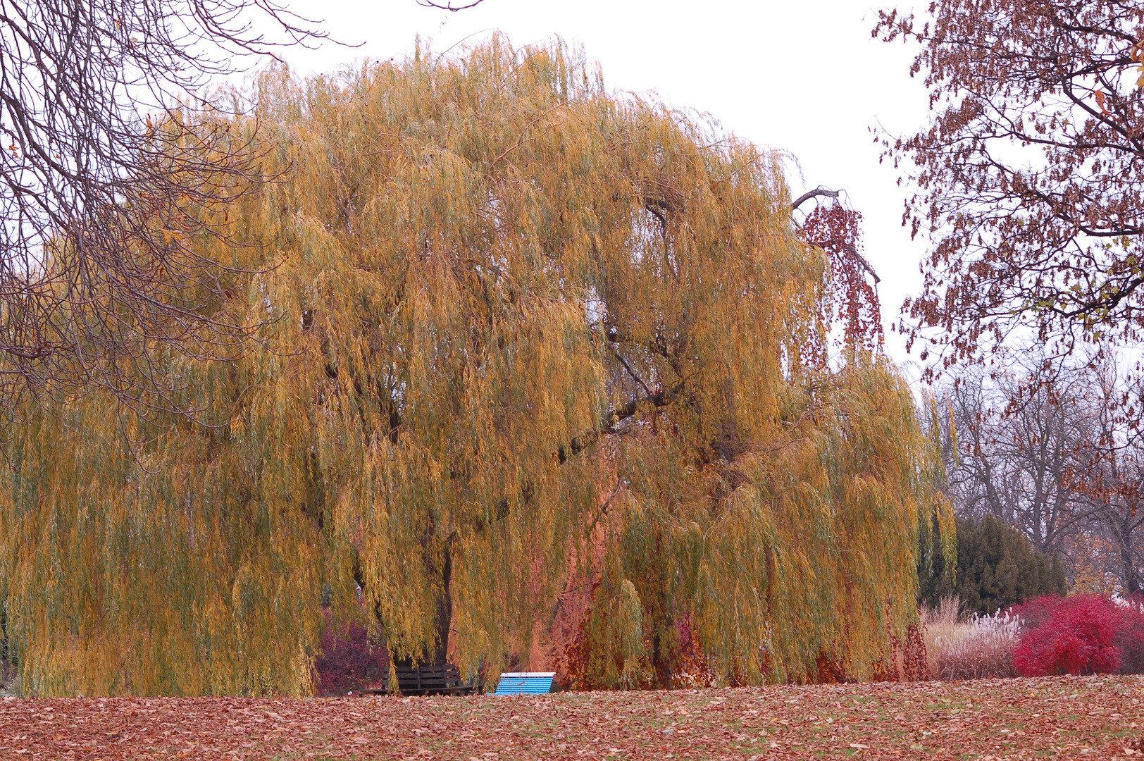 Trauerweide im Herbst Foto & Bild jahreszeiten, herbst, natur Bilder