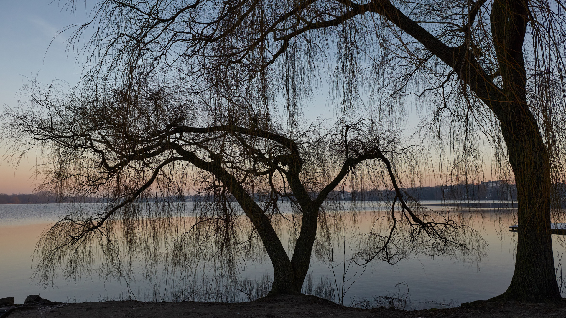 Trauerweide im Morgenlicht