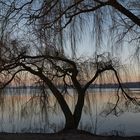 Trauerweide im Morgenlicht