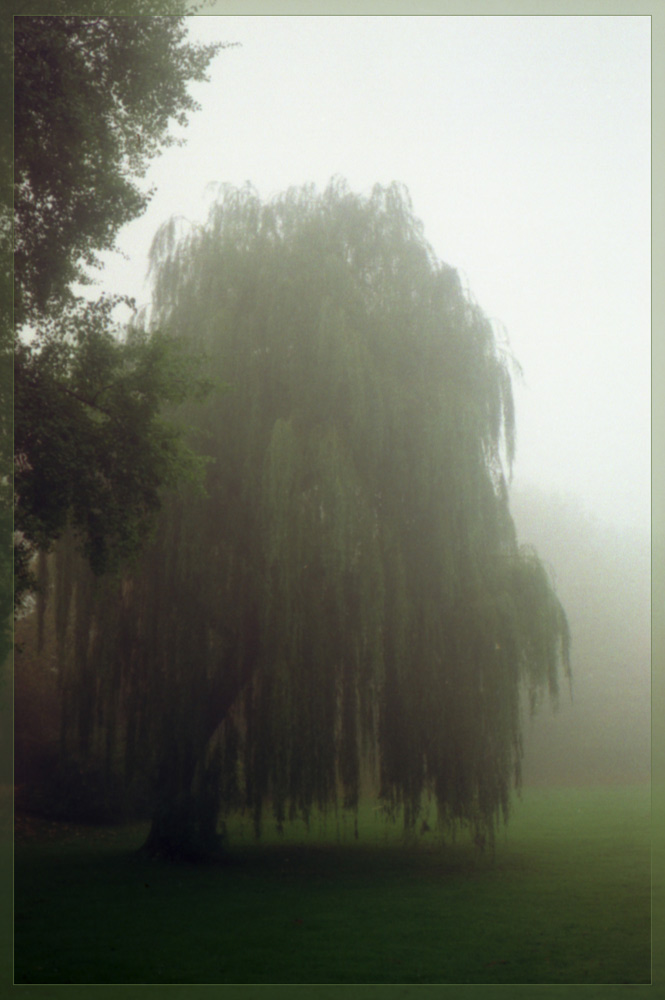 "Trauerweide im Morgennebel"