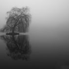 Trauerweide im Nebel