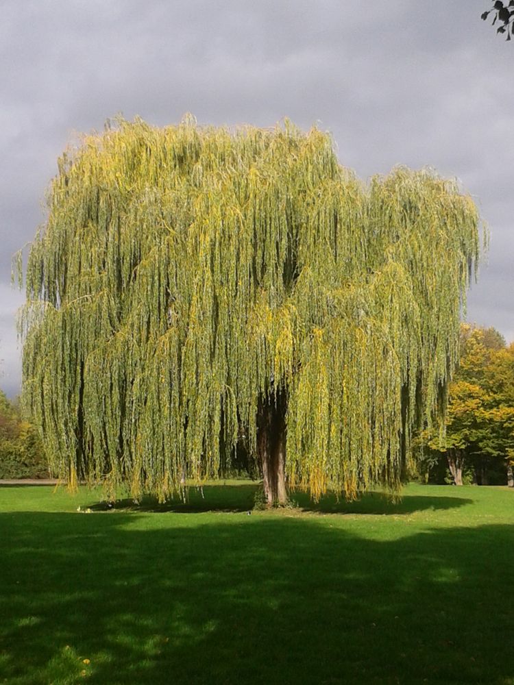 Trauerweide im Park Foto &amp; Bild pflanzen, pilze