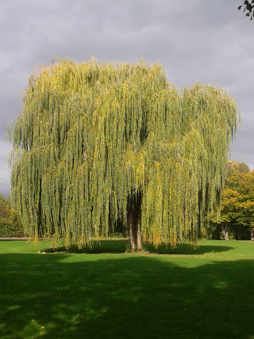 Trauerweide im Park