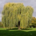 Trauerweide im Park