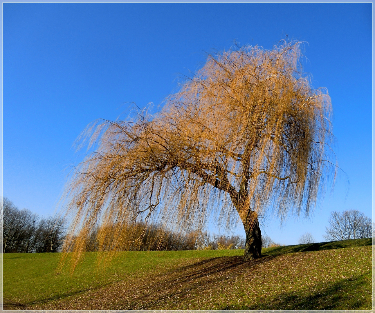 Trauerweide im Park  Januar  2011