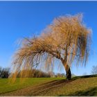 Trauerweide im Park  Januar  2011