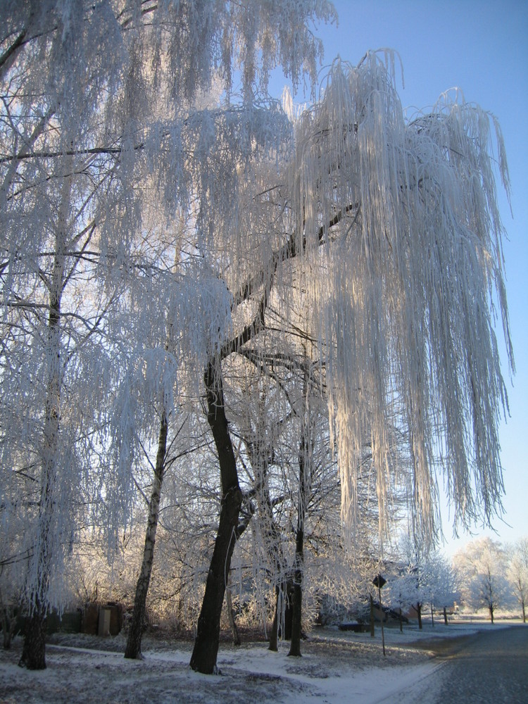 TRAUERWEIDE IM RAUHREIFZAUBER