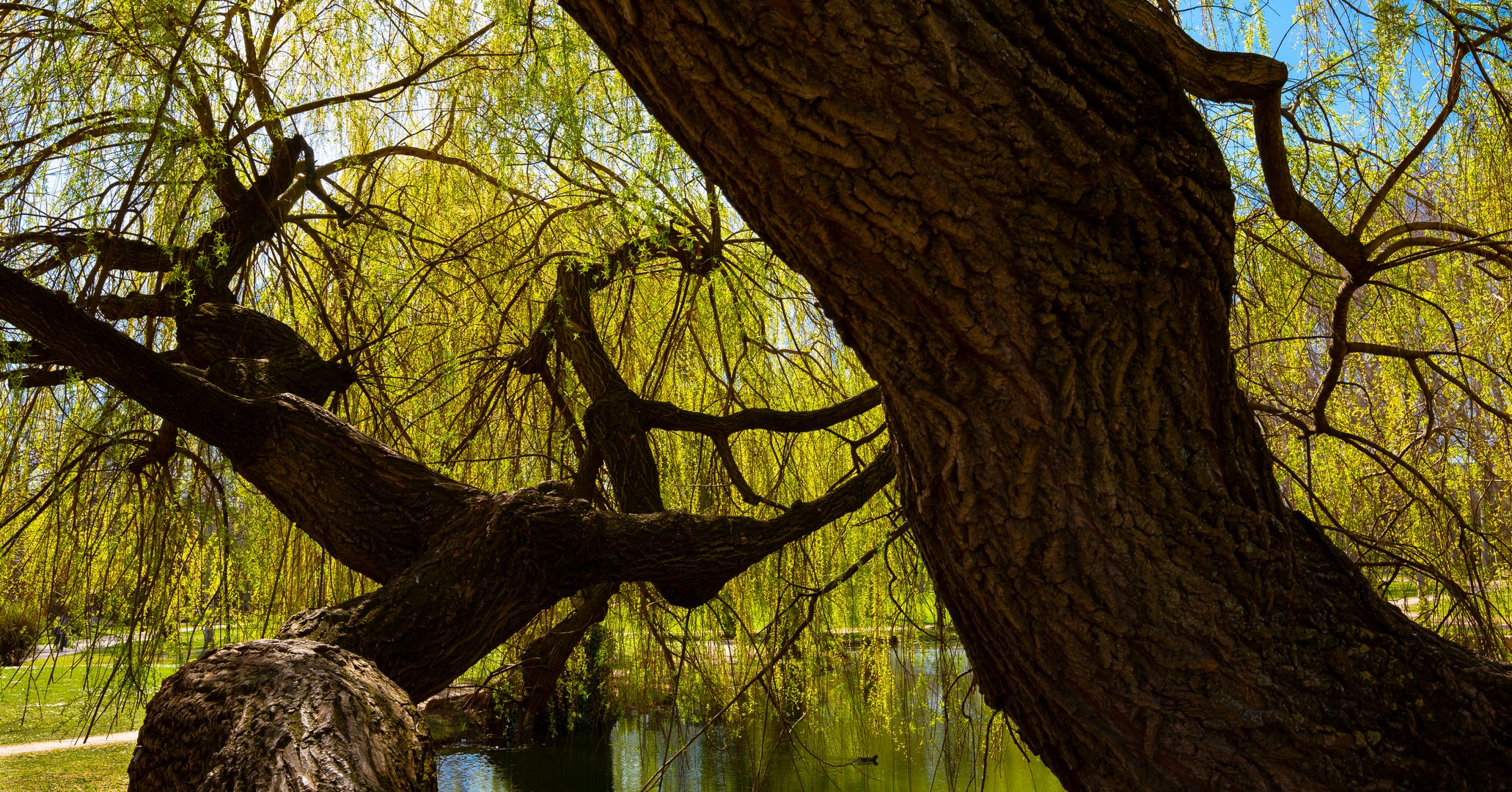 Trauerweide im Schlosspark