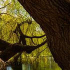 Trauerweide im Schlosspark