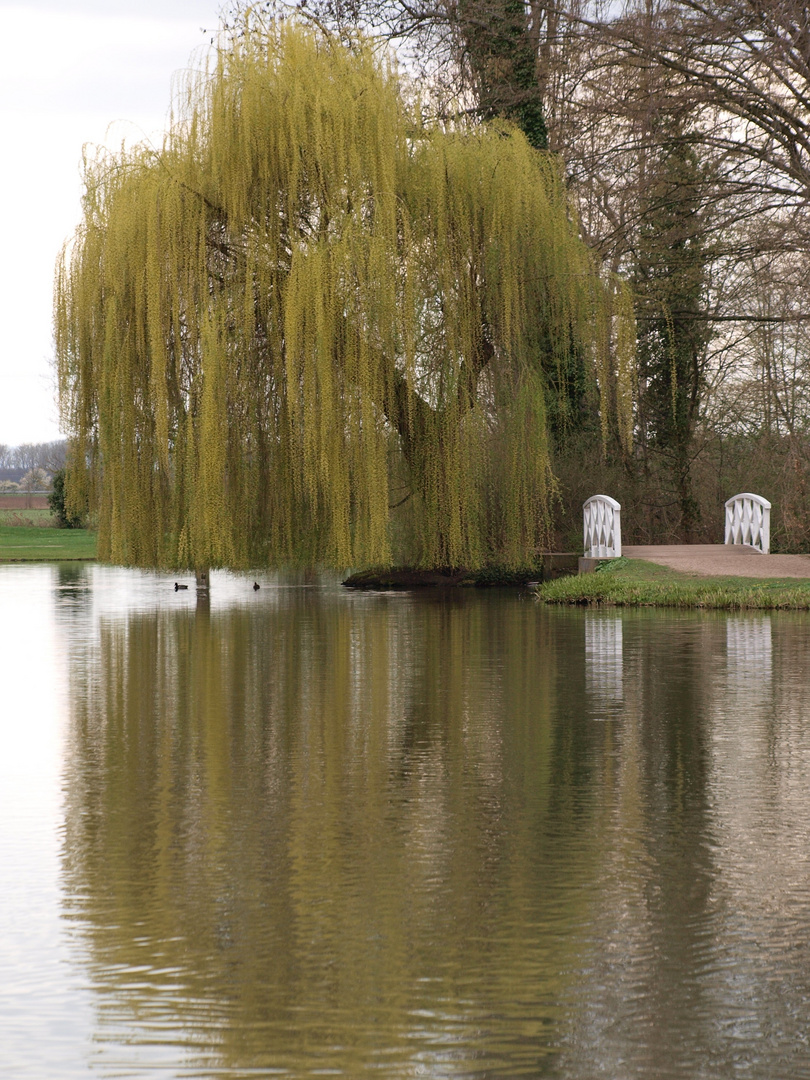 Trauerweide im Schwetzinger Schlossgarten (bei Heidelberg)