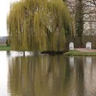 Trauerweide im Schwetzinger Schlossgarten (bei Heidelberg)