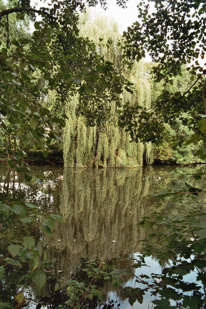 Trauerweide im Spiegel 2