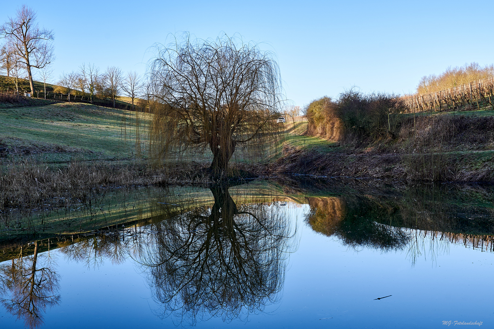 Trauerweide im Spiegel