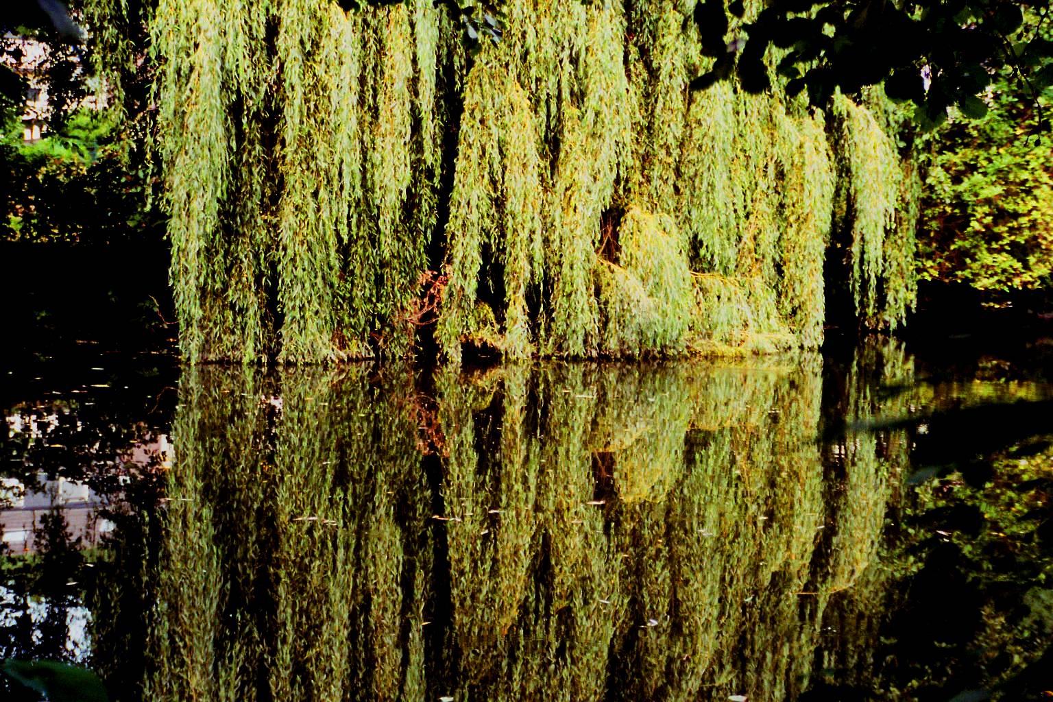 Trauerweide im Spiegel