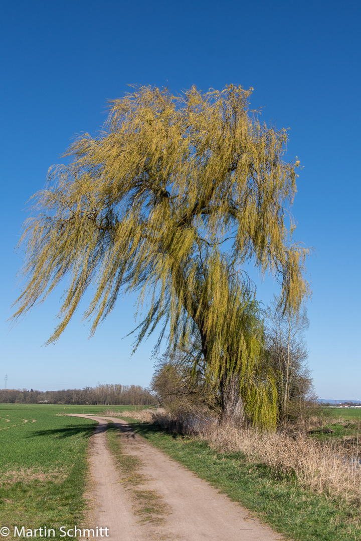 Trauerweide im Wind