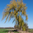 Trauerweide im Wind