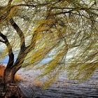 Trauerweide im Wind