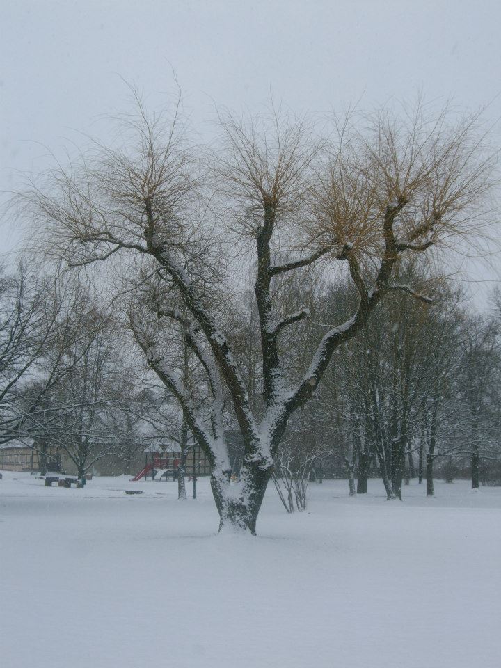 Trauerweide im Winter