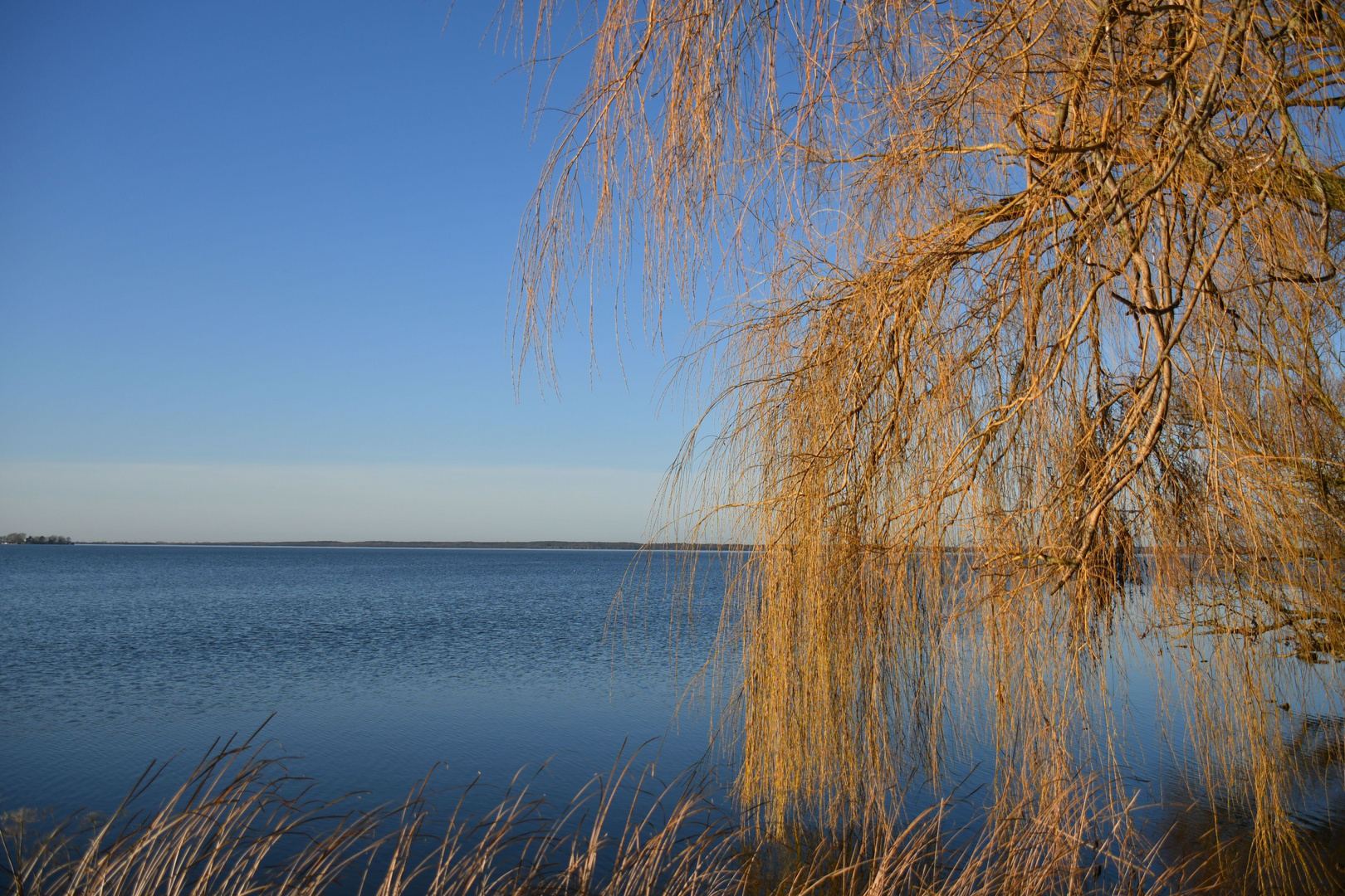 Trauerweide Im Winter