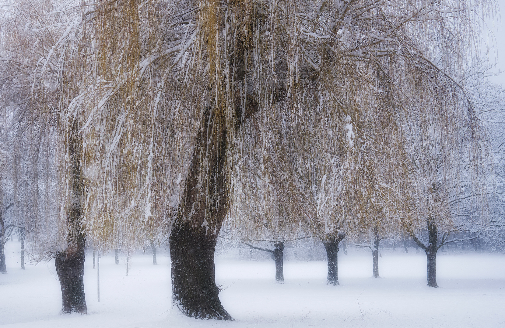 Trauerweide im Winter