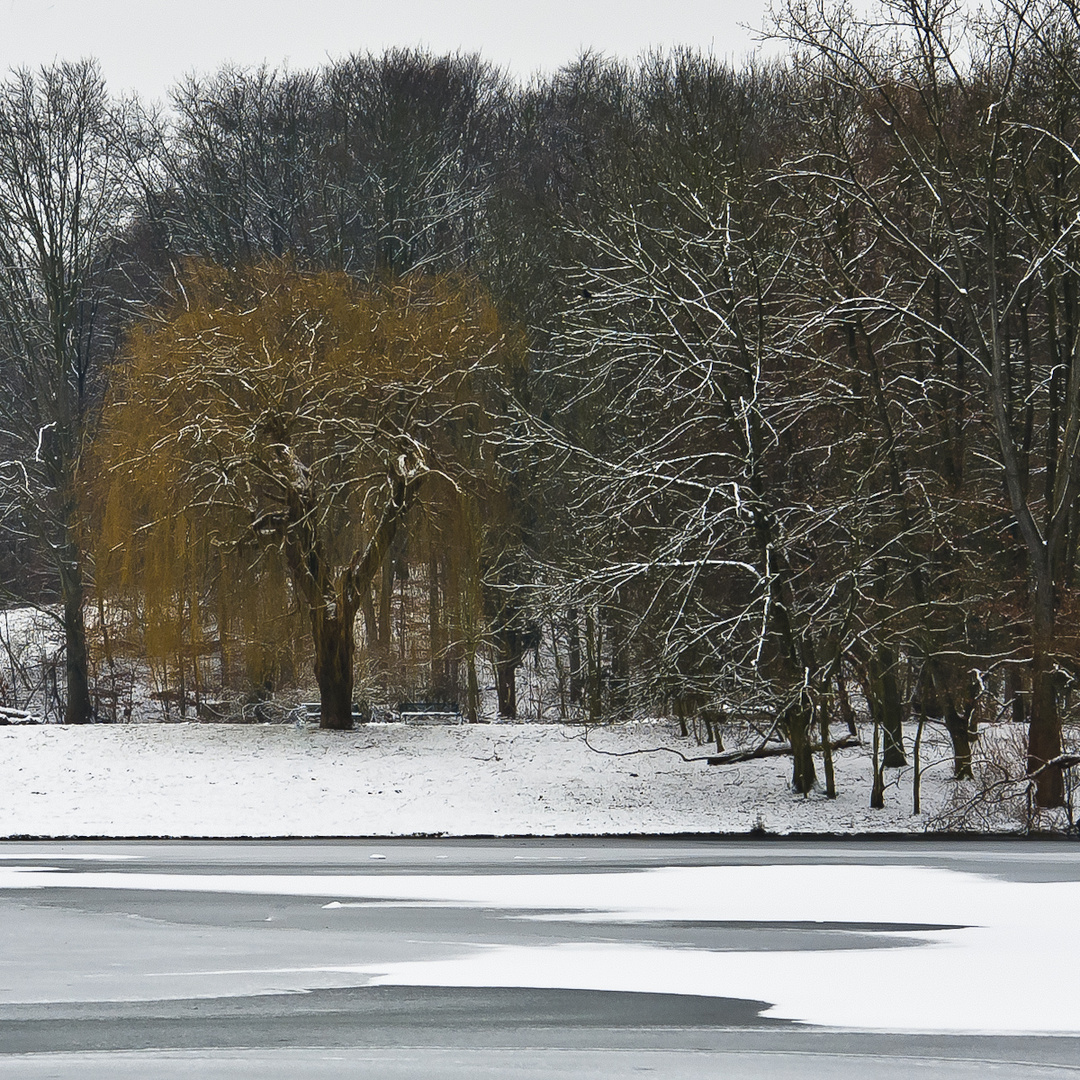 Trauerweide im Winter