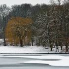 Trauerweide im Winter