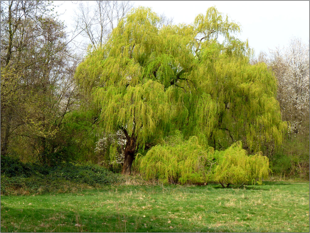 Trauerweide in den Ruhrauen