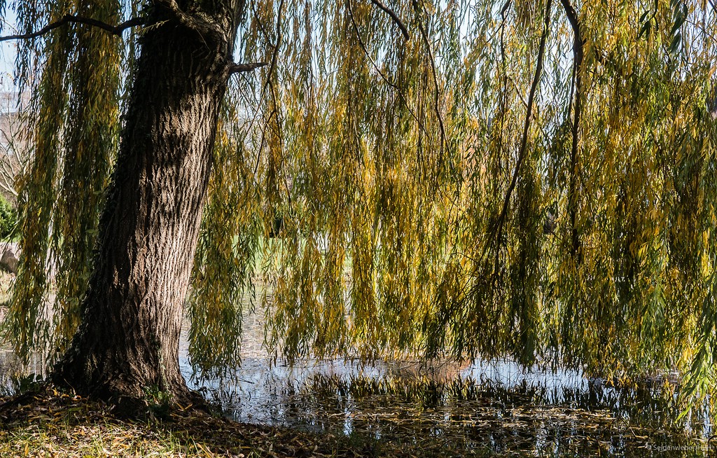 Trauerweide in der Herbstsonne