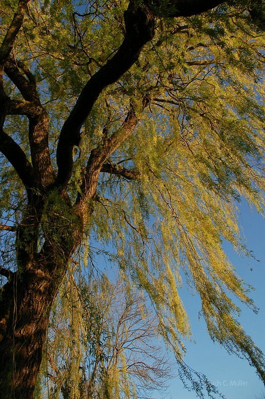 Trauerweide in Grün