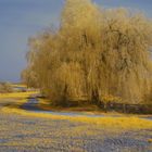 Trauerweide in IR