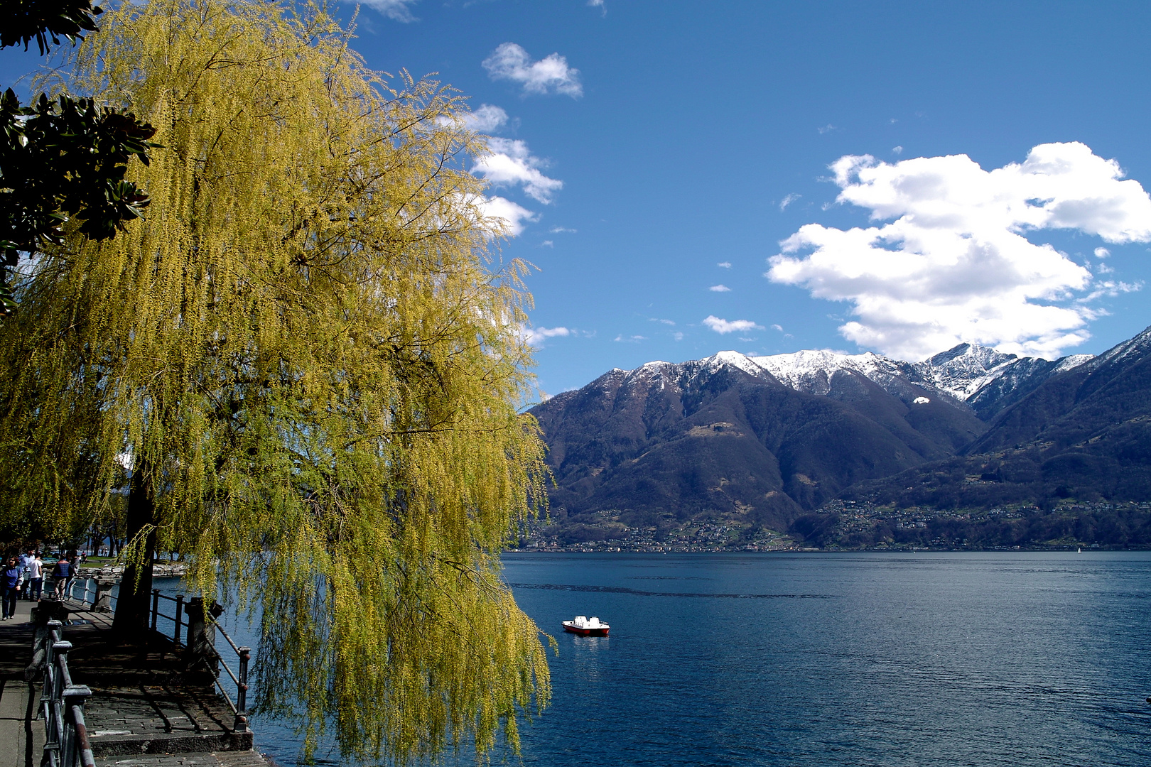 Trauerweide in Locarno ( Lago Maggiore )