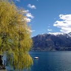 Trauerweide in Locarno ( Lago Maggiore )