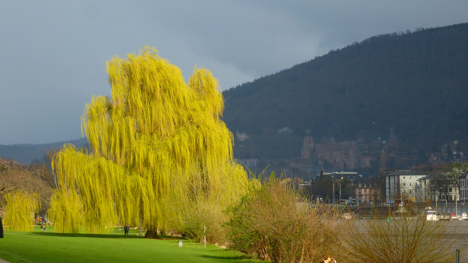 Trauerweide mit Heidelberger Schloss