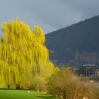 Trauerweide mit Heidelberger Schloss