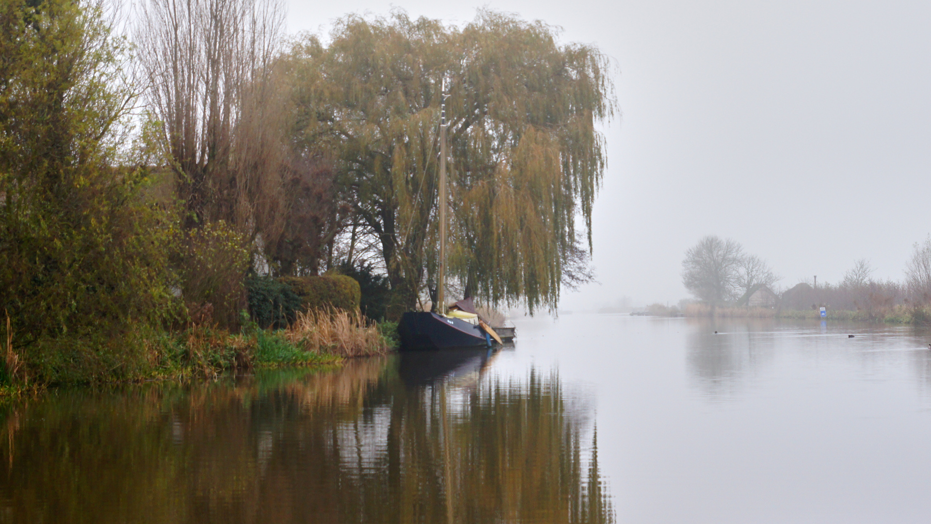 Trauerweide mit Nebel