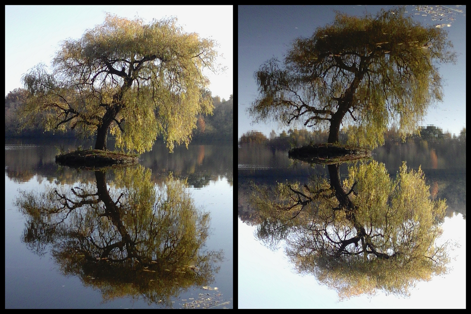 Trauerweide - original & Spiegelung