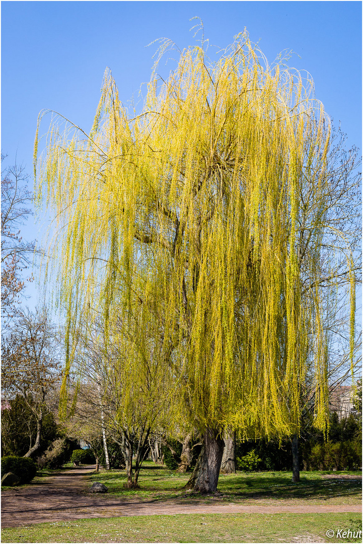 Trauerweide - Park Schwaneberg