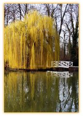 Trauerweide - Schlossgarten Schwetzingen