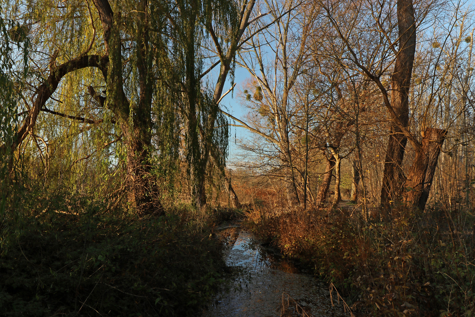 Trauerweiden am Bach