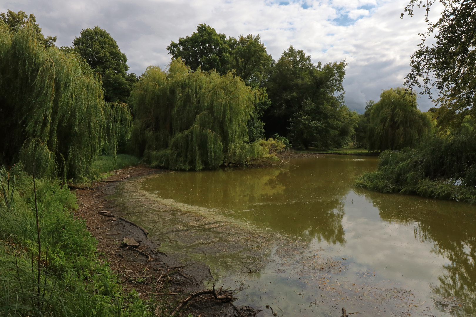 Trauerweiden am Teich