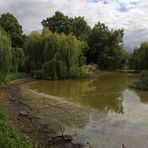 Trauerweiden am Teich