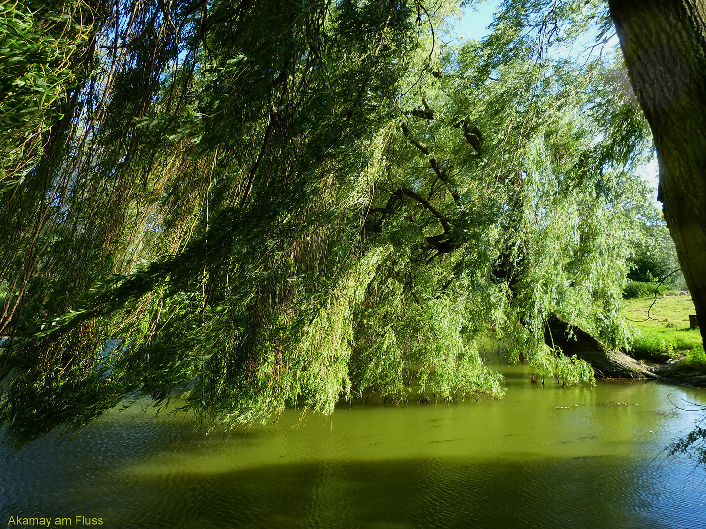 Trauerweiden am Teufelsbadteich - Ottenstein a.d. Weser