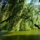 Trauerweiden am Teufelsbadteich - Ottenstein a.d. Weser