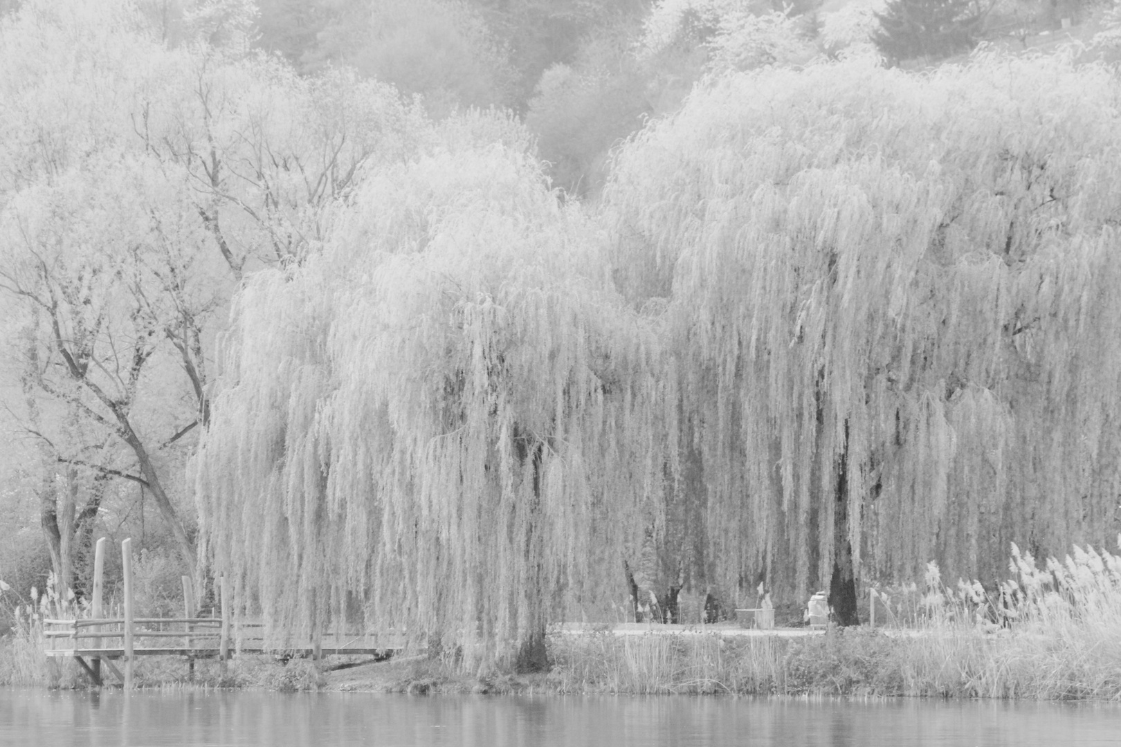 Trauerweiden im Frühling