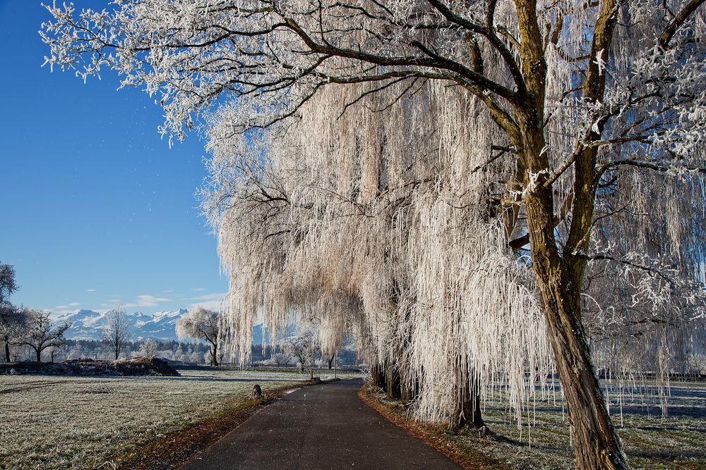 Trauerweiden im Raureif