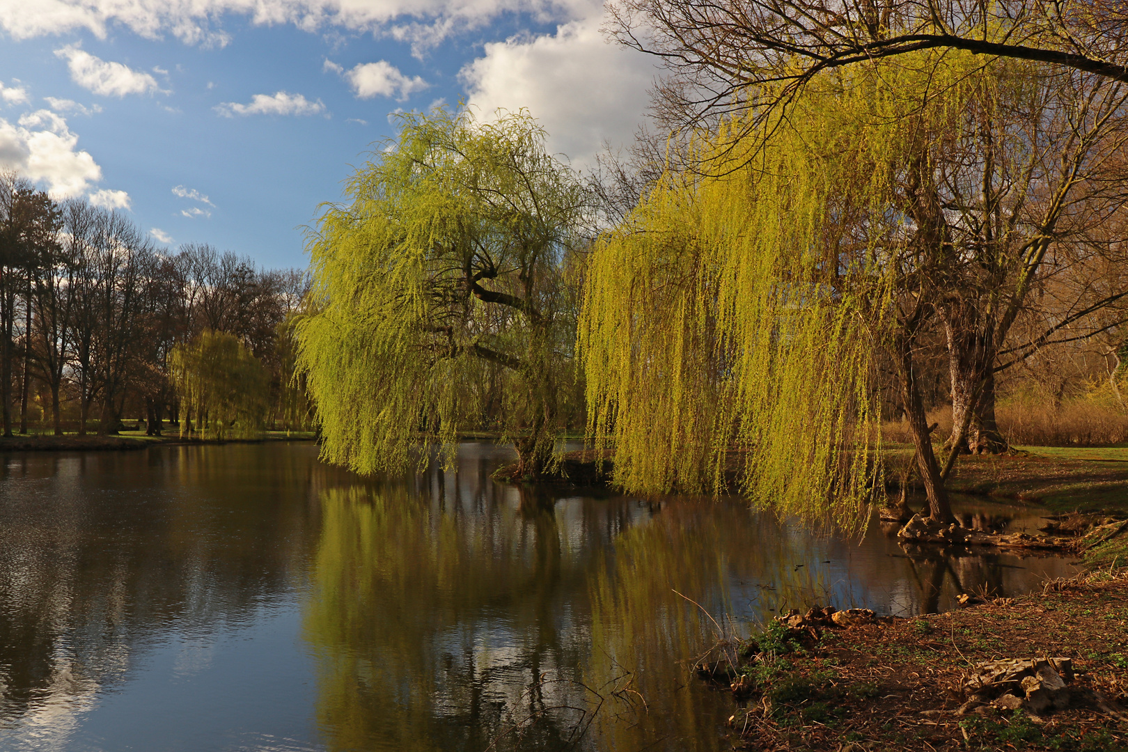 Trauerweidenfrühling