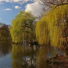 Trauerweidenfrühling