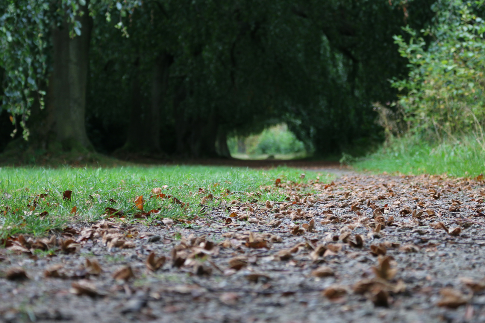 Trauerweidenweg