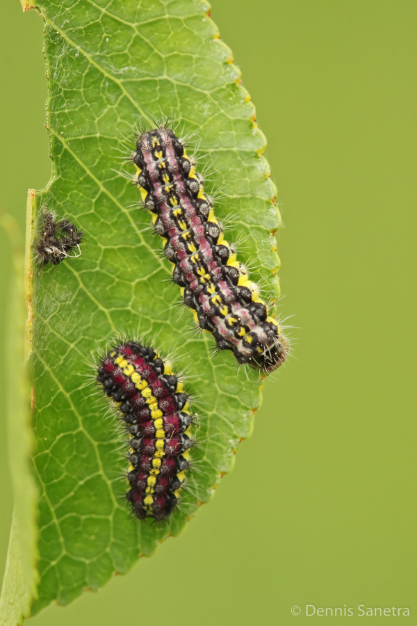 Trauerwidderchen (Aglaope infausta) Raupen